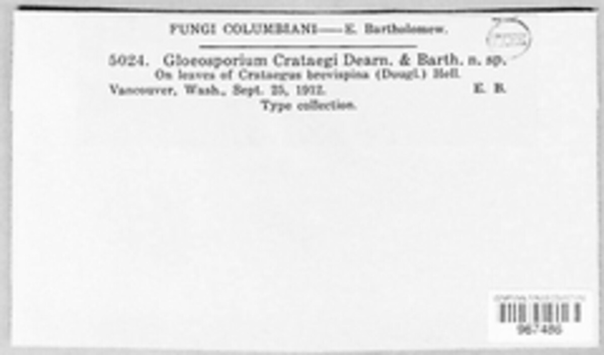 Gloeosporium crataegi image